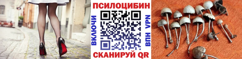 Купить  Новодвинск  Галлюциногенные грибы Psilocybine cubensis 